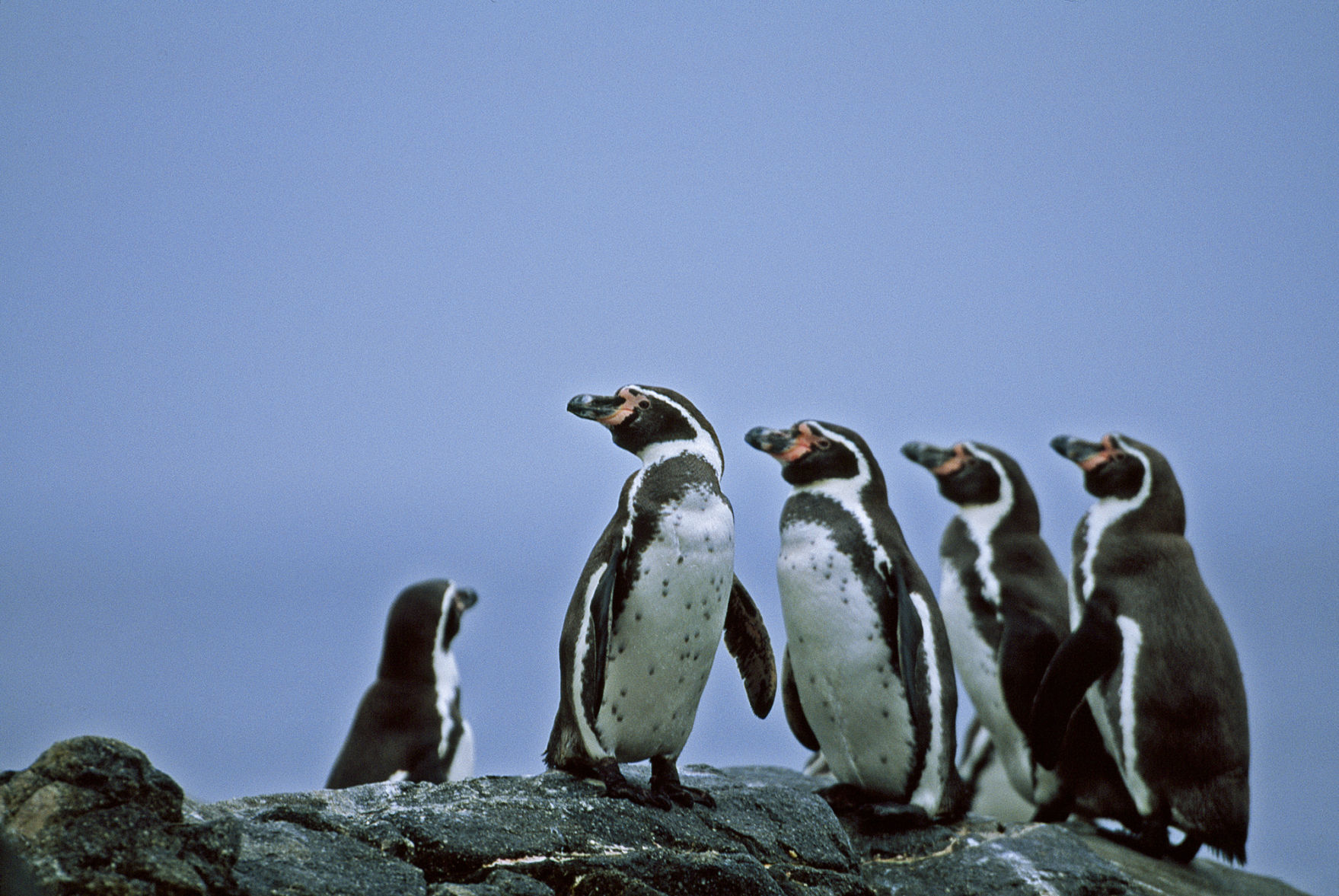 Humboldt penguins
